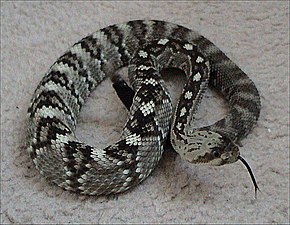 A Northern_black-tailed_rattlesnake.jpg kép leírása.