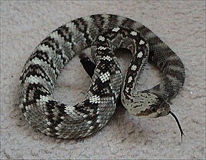 Northern_black-tailed_rattlesnake.jpg resminin açıklaması.