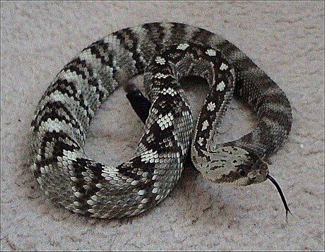 Crotalus molossus molossus