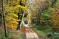 November forest - Flickr - Stiller Beobachter.jpg