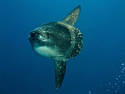 Oceanic sunfish in the waters off Nusa Lembongan