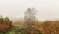 * Nomination Morning fog hangs over 'It Wikelslân. (Betula). Location, De Alde Feanen in Friesland. Famberhorst 16:21, 13 November 2015 (UTC) * Promotion Good quality. --Johann Jaritz 17:35, 13 November 2015 (UTC)