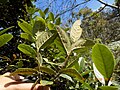 Miniatura para Ocotea heterochroma