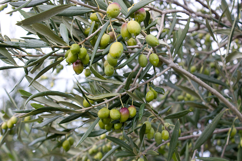 File:Olives at Lighthouse Olive Grove, Drysdale, Victoria Australia (4651054790).jpg