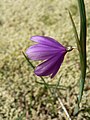 Olsynium douglasii