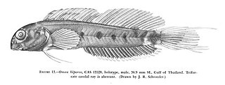 <i>Omox</i> Genus of fishes