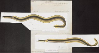 Bluntnose snake-eel Species of fish