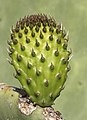 * Nomination Indian fig (Opuntia ficus-indica) --Zcebeci 09:06, 10 June 2020 (UTC) * Promotion  Support Good quality. --George Chernilevsky 08:46, 10 June 2020 (UTC)