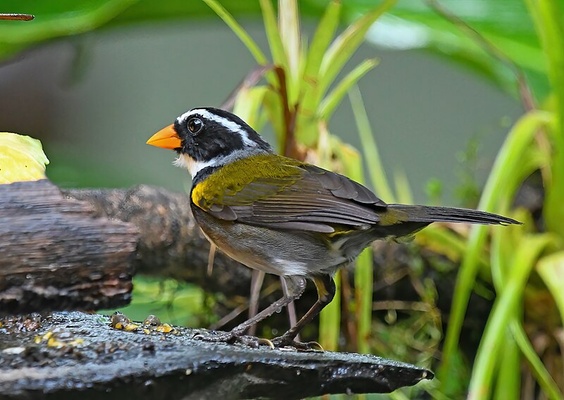 File:Orange-billed Sparrow 2.jpg