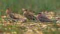 Roosting flock at Chilika Lake, coastal India