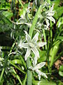 Ornithogalum nutans close-up