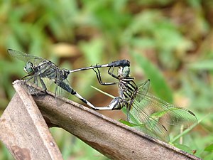 Green marsh hawk Orthetrum sabina mating