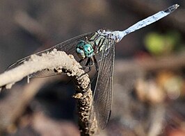 Orthetrum stemmale