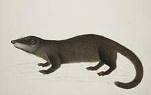 Otter Civet - 51 drawings of birds and mammals at Bencoolen, Sumatra (c.1824) - BL NHD 47-45.jpg