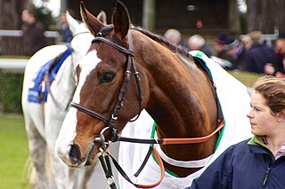 <span class="mw-page-title-main">Our Conor</span> Irish Thoroughbred racehorse