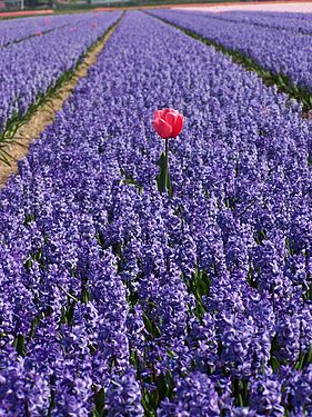 Bulb fields in the Netherlands