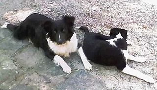 Gaucho sheepdog Dog breed