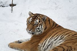 A Siberian tigress