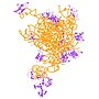 Thumbnail for Mitochondrial ribosomal protein L1