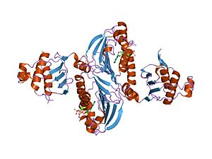 Dna Mismatch Repair