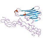 1tnr: Kristalna struktura rastvornog ljudskog 55 kDa TNF receptor-ljudski TNF-beta kompleksa: implikacije za TNF receptorsku aktivaciju