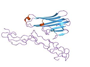 Tnf Receptor Superfamily