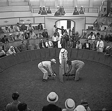 Cockfighting club in Puerto Rico, 1937 PR Cockfight.jpg