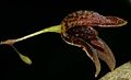 Pabstiella lobiglossa flower