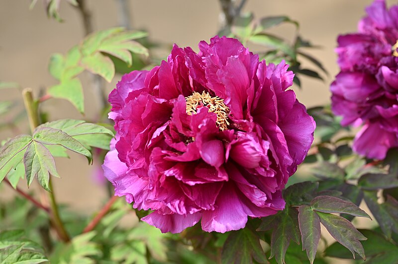 File:Paeonia suffruticosa 'Shiunden'.jpg