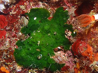 <i>Palmophyllum</i> Genus of algae