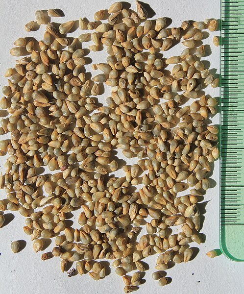 File:Panicum miliaceum seeds, by Omar Hoftun.jpg