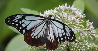 <i>Parantica sita</i> Species of butterfly