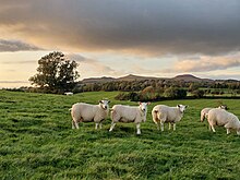 Sheep on Park Hill. Park-hill-skipton-sheep.jpg