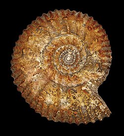 Fossil of the Middle Jurassic ammonoid Parkinsonia compressa