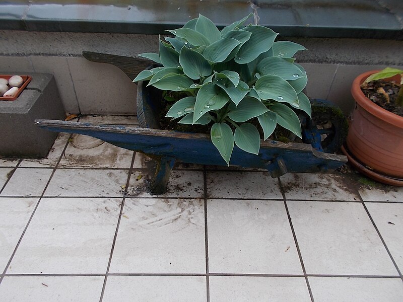 File:Pasaréti út 97, balcony, wheelbarrow as planter, 2019 Törökvész.jpg