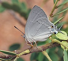 Peacock Royal (Tajuria cippus) Haydarobod yaqinidagi Chilkurda, AP W IMG 7402.jpg