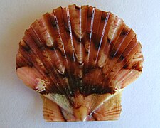 Pecten — Wikipédia