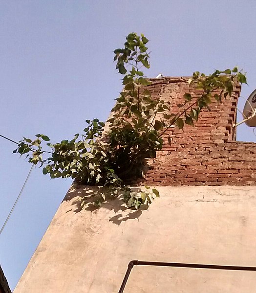 A young tree growing on a concrete wall in Delhi. It is tolerant to wide variety of soils, and hence it even thrives on concrete walls having little m