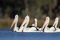 Australian Pelicans (Pelecanus conspicillatus), Chiltern, Victoria, Australia