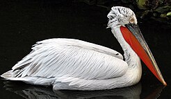 Borzas gödény (Pelecanus crispus)