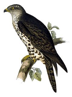 <i>Pernis</i> (bird) Genus of birds