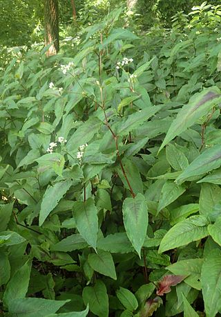 <i>Persicaria microcephala</i> Species of plant