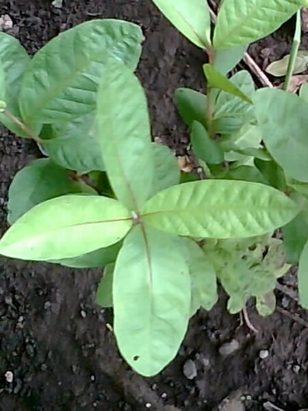 File:Peru plant Chinawal.jpg