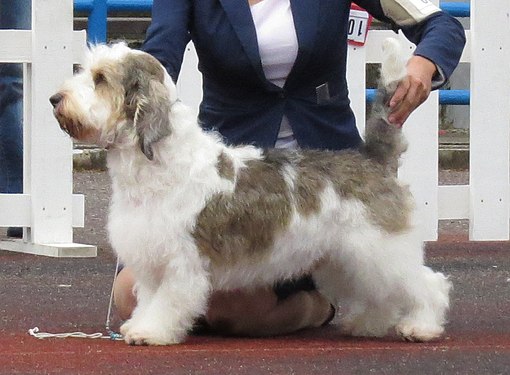 Petit basset griffon vendéen