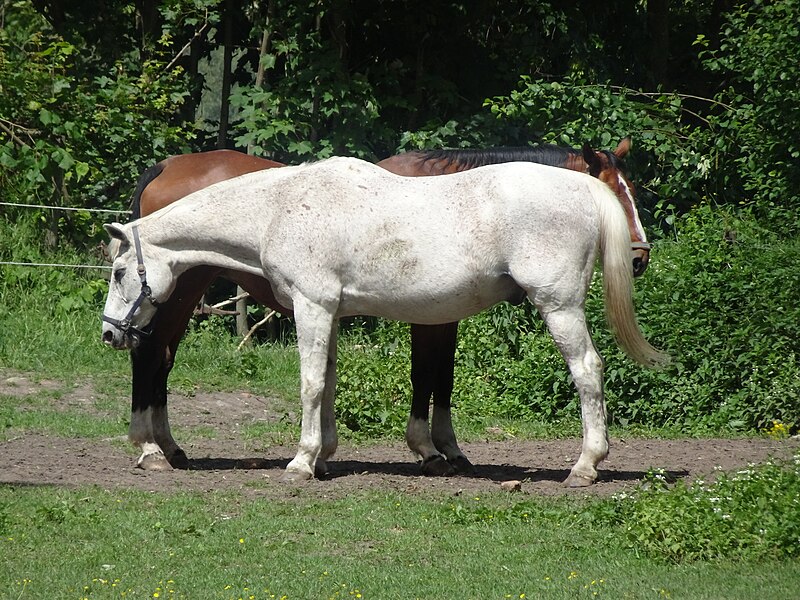 File:Pferde in Bedburg-Hau, Friedenstraße PM220523 01.jpg