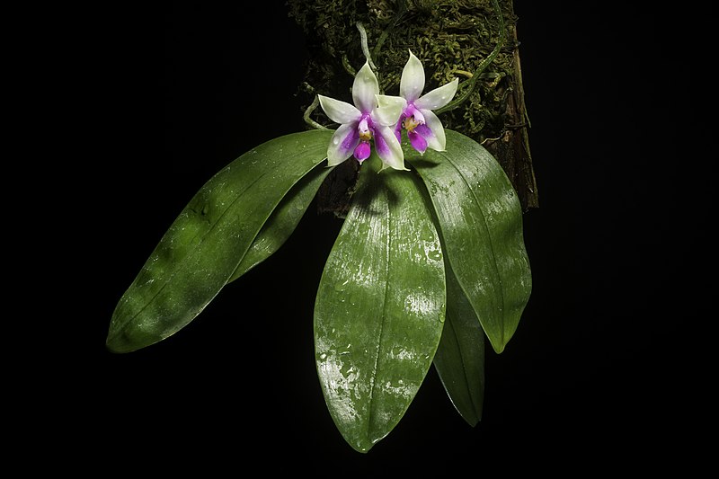 File:Phalaenopsis bellina '1901' (Rchb.f.) Christenson- Brittonia 47- 58 (1995). 20210706 204143.jpg
