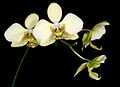 Phalaenopsis stuartiana var. nobilis (syn.)