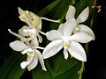 Phalaenopsis tetraspis white colour