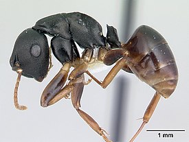 Муравей Phasmomyrmex wolfi