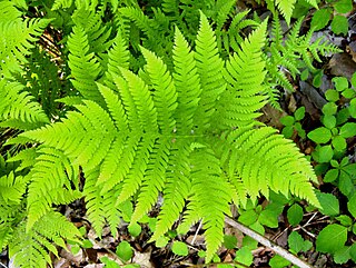 <i>Phegopteris hexagonoptera</i> Species of fern